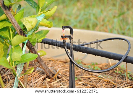 Planting with Automated drip irrigation system.