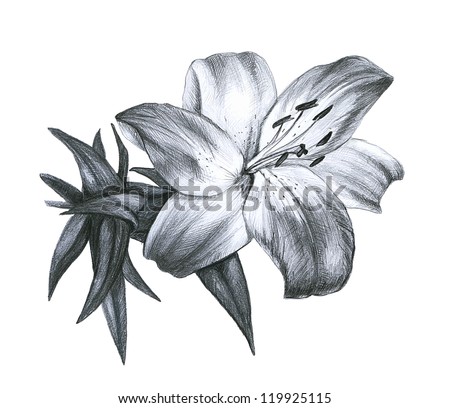 Pencil Drawing Stock Photos, Images, & Pictures | Shutterstock