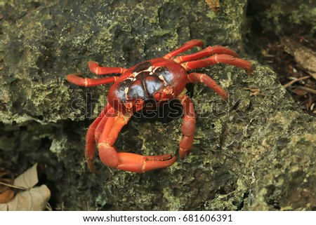Red Crab Stock Images, Royalty-Free Images & Vectors | Shutterstock