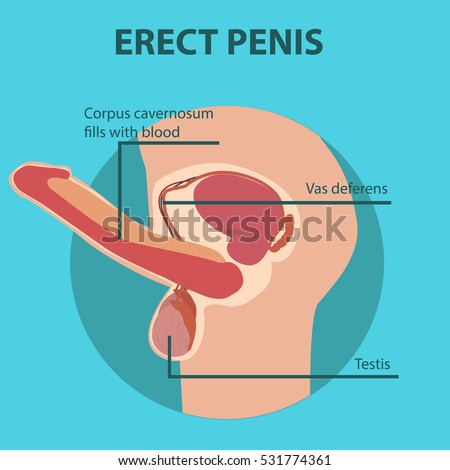 Erection Free Penis Sex Video 67