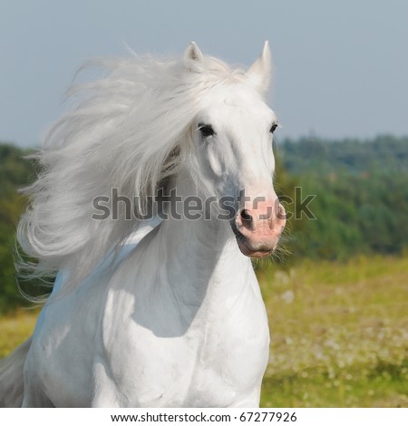 White Shire Draft Horse Portrait Autumn Stock Photo 38220475 - Shutterstock