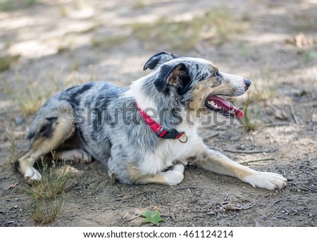 australian shepherd australian cattle dog mix australian shepherd cattle dog mix shelter stock photo 461124214 australian shepherd australian cattle dog mix australian shepherd cattle dog mix shelter stock photo 461124214