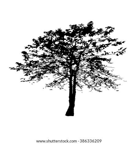 Silhouette Oak Tree Stock Vector 1535426 - Shutterstock