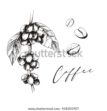 Coffee Plant Graphic The Sketch Beans With Leaves Vector Illustration For Your Design Coffee Plant Graphic The Sketch Beans With Leaves Vector Illustration For Your Design