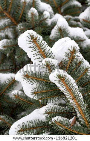 Branches of a winter spruce tree