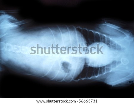 animal xray stock images royalty free images vectors shutterstock