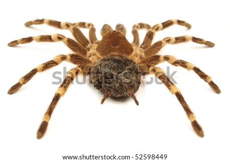 Images of Folding Door Trapdoor Spider - Woonv.com - Handle idea Images of Folding Door Trapdoor Spider - Woonv.com - Handle idea