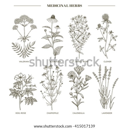 Vector Collection Hand Drawn Spices Herbs Stock Vector 331624412 ...