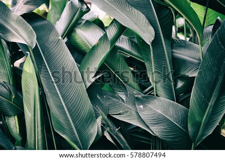 Tropical Leaves Stock Photo 578807494 - Shutterstock