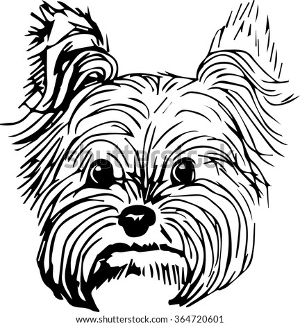 Yorkshire terrier dog hand drawn sketch purebred small dog face on white background Yorkshire terrier dog hand drawn sketch purebred small dog face on white background