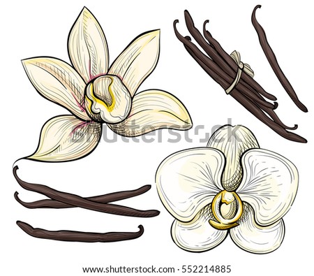 Hand drawn sketch vector illustration isolated on white. Vanilla flower seed plant branch leaf.