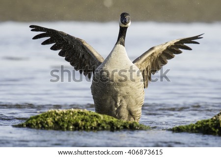 canada goose store vienna canada goose store vienna
