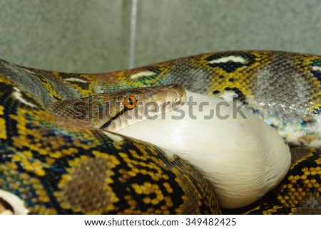 Catching Reticulated Pythons Diet