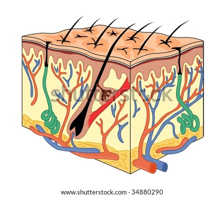 vector clipart of human skin anatomy vector illustration of diagram of human csp18463205 sweat gland stock images royalty free images vectors vector clipart of human skin anatomy vector illustration of diagram of human csp18463205 sweat gland stock images royalty free images vectors
