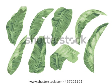 banana leaf design element for tropical theme