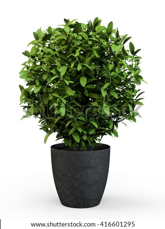 Shrub Stock Images, Royalty-Free Images &amp; Vectors ...