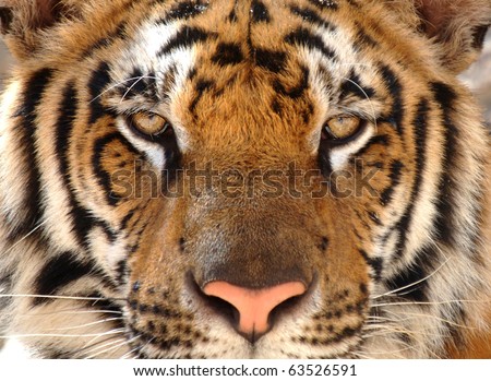 Tiger-eye Stock Photos, Royalty-Free Images & Vectors - Shutterstock