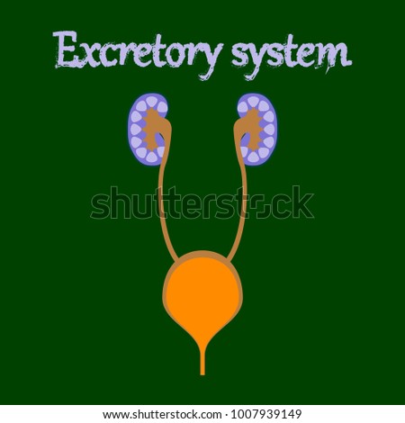Excretory System Stock Images, Royalty-Free Images & Vectors | Shutterstock