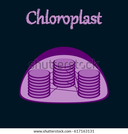 Chloroplast Stock Images, Royalty-Free Images & Vectors | Shutterstock