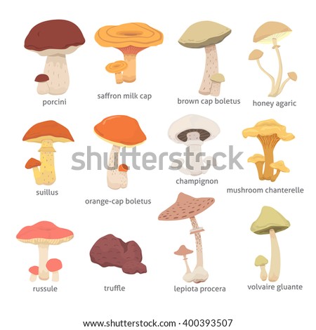 Different Kinds Mushroom Edible Mushrooms Cook Stock Vector 400393507 ...