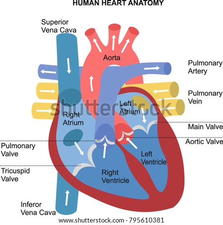 Superior Vena Cava Stock Images, Royalty-Free Images ...