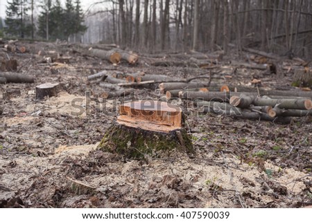 deforestation environmental disaster