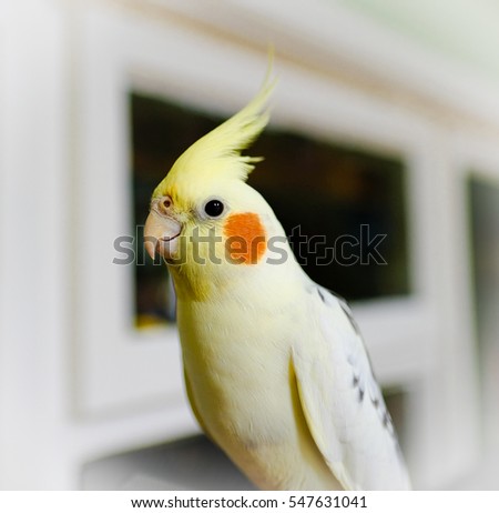 Sorry, that Cockatiel sitting at bottom of cage consider, that Opinion you Cockatiel sitting at bottom of cage opinion