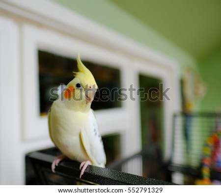 Cockatiel sitting at bottom of cage consider, that Quite Cockatiel sitting at bottom of cage