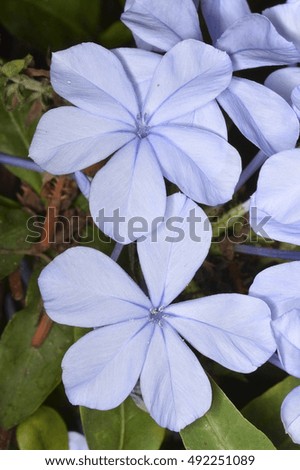 Plumbago Flowers Stock Photos Royalty-Free Images Vectors 