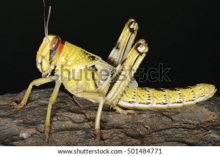 Bộ sưu tập Côn trùng - Page 7 Stock-photo-nymph-of-schistocerca-gregaria-the-desert-locust-a-species-of-locust-501484771