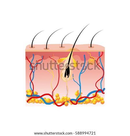 skin pores stock images royalty free images vectors follicle stock images royalty free images vectors skin pores stock images royalty free images vectors follicle stock images royalty free images vectors