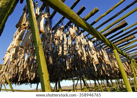 Traditional open-air fish drying to make Hardfiskur, Iceland