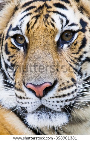 Closeup Tigers Face Stock Photo 13163569 - Shutterstock