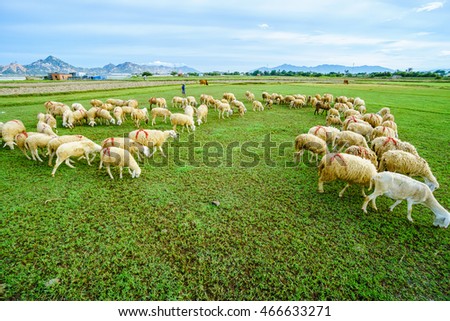 PHAN THIET-VIETNAM. AUG 07, 2016. A view of sheep on farm in Phan thiet-Binh Thuan, Vietnam