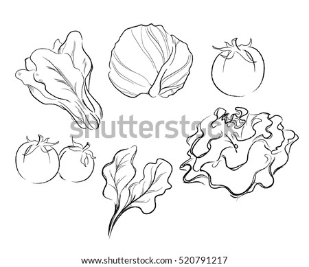 Vegetables Drawing Vector Illustration Stock Vector 520791217 