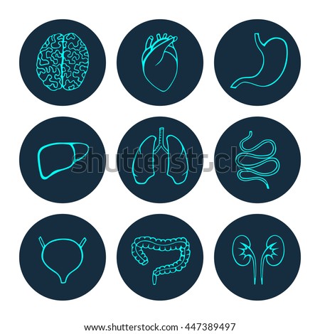 Internal Organs Vector Choice Image - How To Guide And 