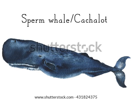 Sperm whale illustrations remarkable Recommend you Sperm whale illustrations remarkable, the