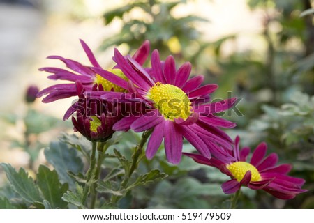 Chrysanthemum indicum, Indian chrysanthemum, Oury, mum flowers in 