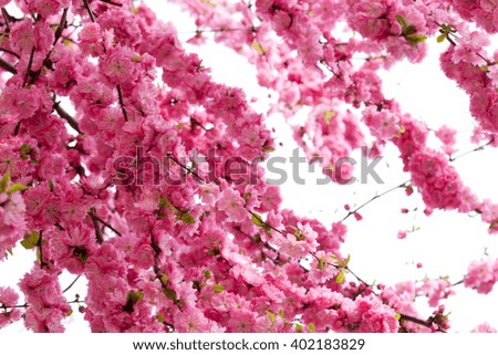 Japanese apricot flower, pink flowers and buds,beautiful pink flowers blooming in the garden in spring