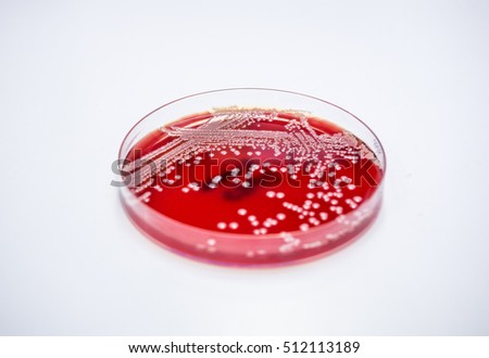 Staphylococcus Stock Photos, Royalty-Free Images & Vectors - Shutterstock