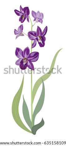 Dendrobium phalaenopsis orchid, purple flowers, green stem and leaves on white background, digital draw, vector botanical illustration for design