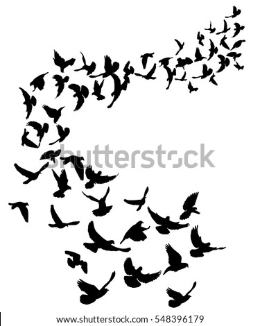 Pigeon Stock Images, Royalty-Free Images & Vectors | Shutterstock