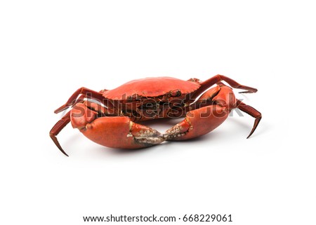 Crab Stock Images, Royalty-Free Images & Vectors | Shutterstock