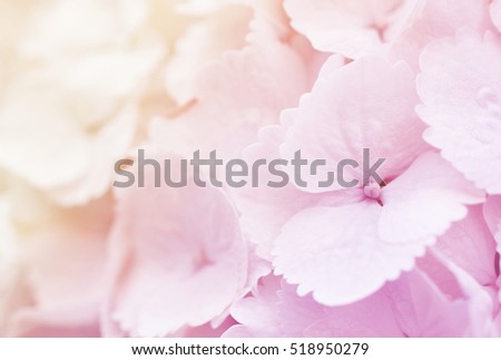 Summer blossoming hydrangea, selective focus, shallow DOF, toned, light and heart bokeh background, pastel and soft card