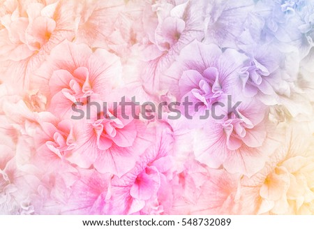 Summer blossoming petunias, selective focus, shallow DOF, toned, light and heart bokeh background, pastel and soft card