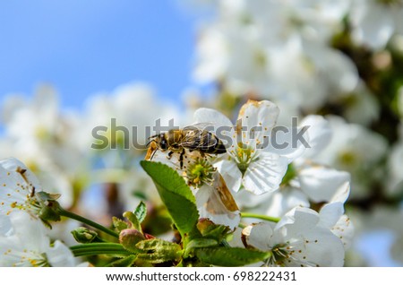 Honeybee Stock Images, Royalty-Free Images & Vectors | Shutterstock