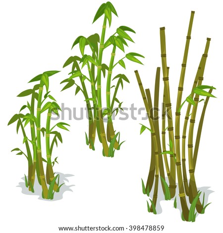 The stems and leaves of bamboo on a white background. Vector illustration.