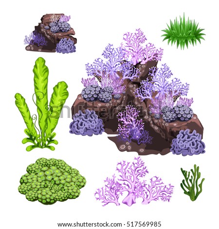 The set of algae, corals and underwater rocks isolated on white background. Vector illustration.
