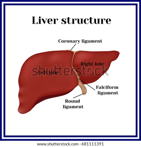 Human Liver Stock Images, Royalty-Free Images & Vectors | Shutterstock
