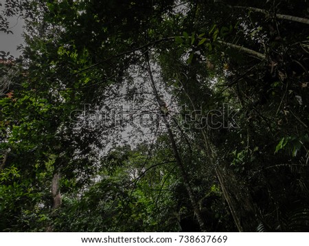 Opinion, southeast asian rain forest 3012 authoritative message Southeast asian rain forest 3012 accept. opinion